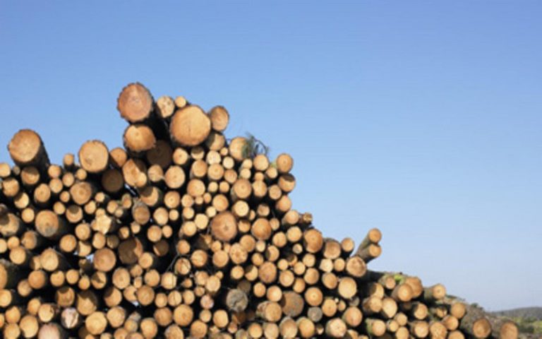 L’interdiction de l’exportation de bois en grumes fait débat au Congo-Brazzaville