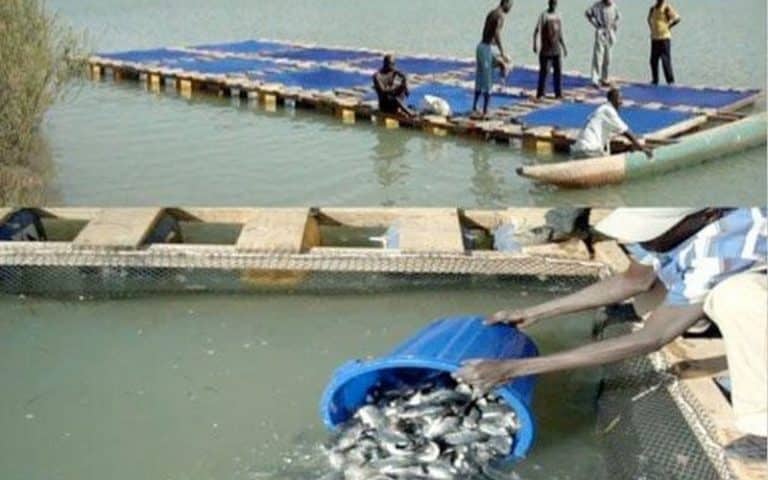 Pisciculture – Sénégal : Les premiers poissons du projet ANA sortis des bassins de Sinthiou Bamambé