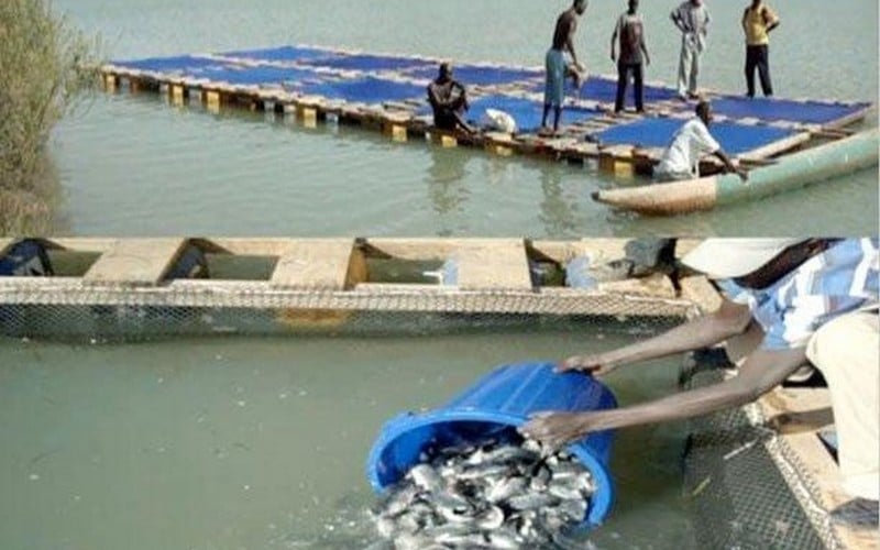 Pisciculture – Sénégal : Les premiers poissons du projet ANA sortis des bassins de Sinthiou Bamambé