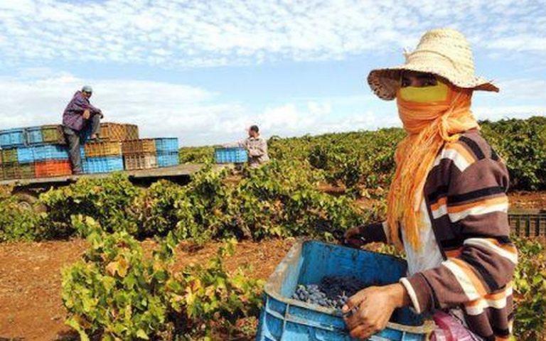 Près de 20% des coopératives agricoles deviennent inactives durant leurs premières années d’existence au Maroc, constate un rapport