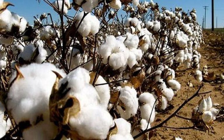 Production mondiale de coton durable : L’Afrique dispose d’une grande marge de progression