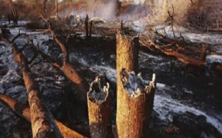 Sénégal : Le Ranch de Dolly ravagé par un troisième feu de brousse, plus de 300 ha consumés