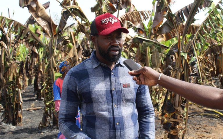 Sénégal : Les producteurs de bananes de Tambacounda sollicitent l’aide des autorités après un incendie