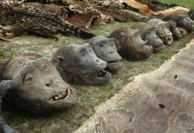 Trafic d’ivoire et braconnage, un documentaire révèle les dessous d’un trafic international !