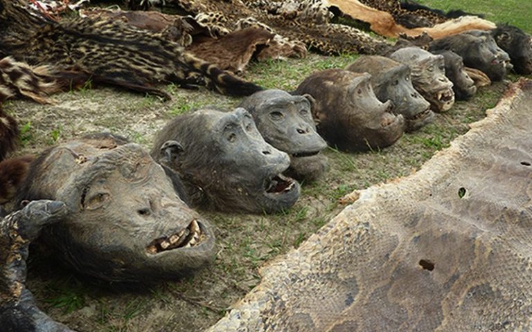 Trafic d’ivoire et braconnage, un documentaire révèle les dessous d’un trafic international !