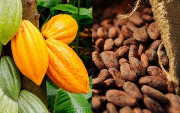 Agriculture durable : La Banque européenne d&rsquo;investissement compte soutenir le cacao durable en Côte d’Ivoire