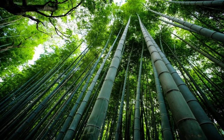 Atténuation de la pression sur les forêts : Bonaventure Kisi mise sur l’utilisation du bambou