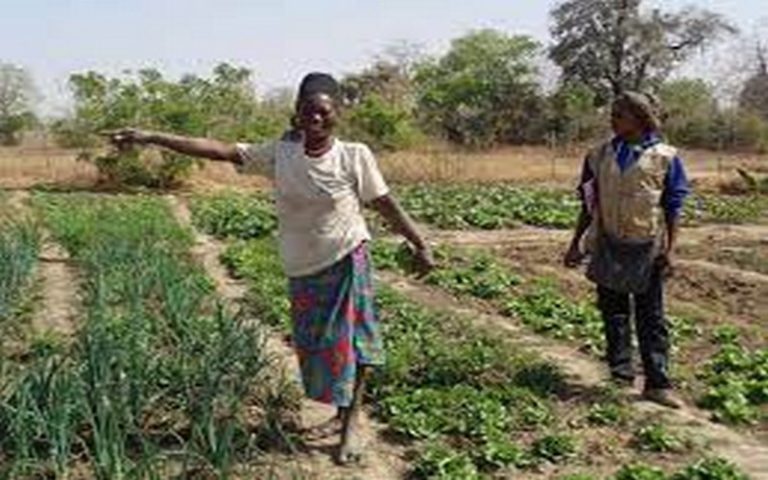 Au nord du Bénin, la lutte contre la pauvreté et la faim porte ses fruits !    