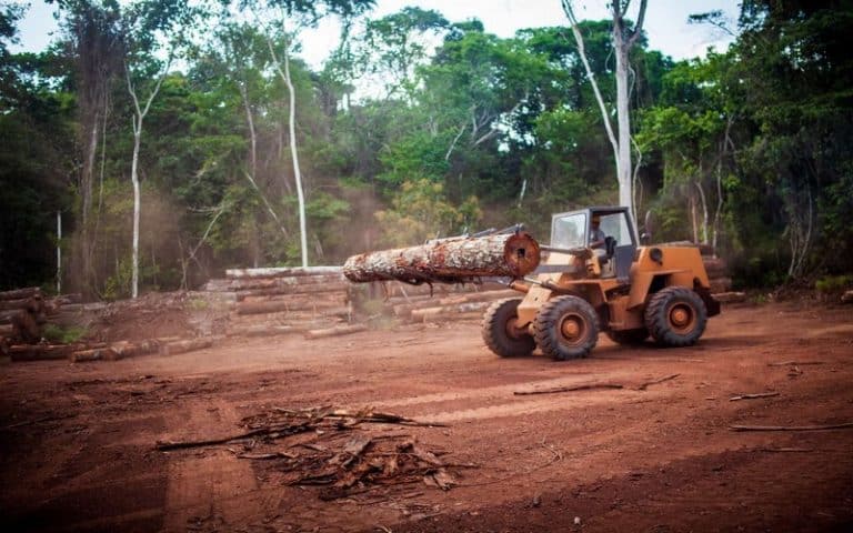 <strong>Beaucoup d&rsquo;entreprises coupables de déforestation ne prévoient rien pour régler le problème</strong>