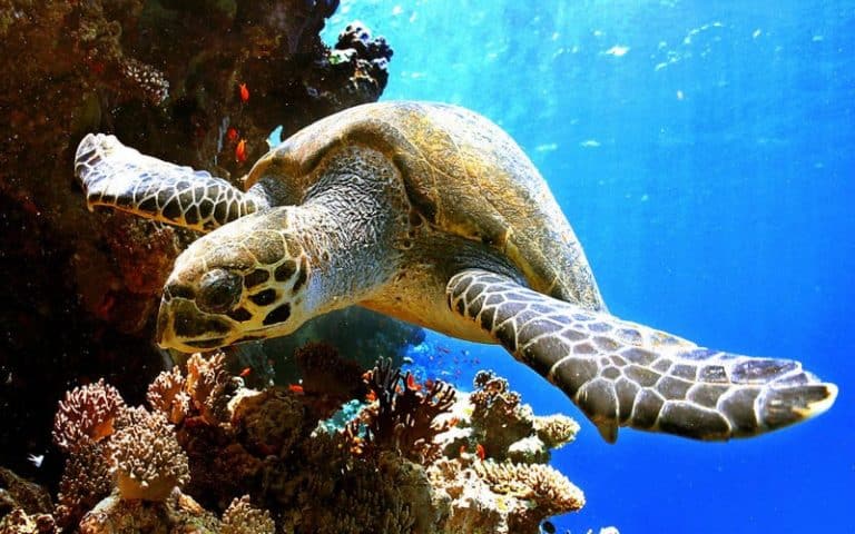 <strong>Biodiversité, ressources… Pourquoi l’accord de protection de la haute mer obtenu à l’ONU est historique</strong>