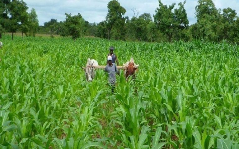Le gouvernement nigérian prévoit un mécanisme d’assurance au profit des agriculteurs
