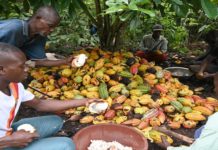 La Côte d’Ivoire menacée par une forte baisse de la production de cacao