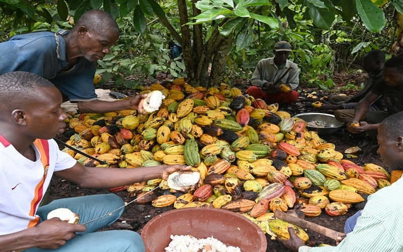 La Côte d’Ivoire menacée par une forte baisse de la production de cacao