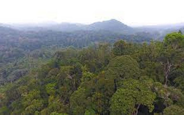 La forêt d’Afrique centrale, un deuxième poumon vert à protéger