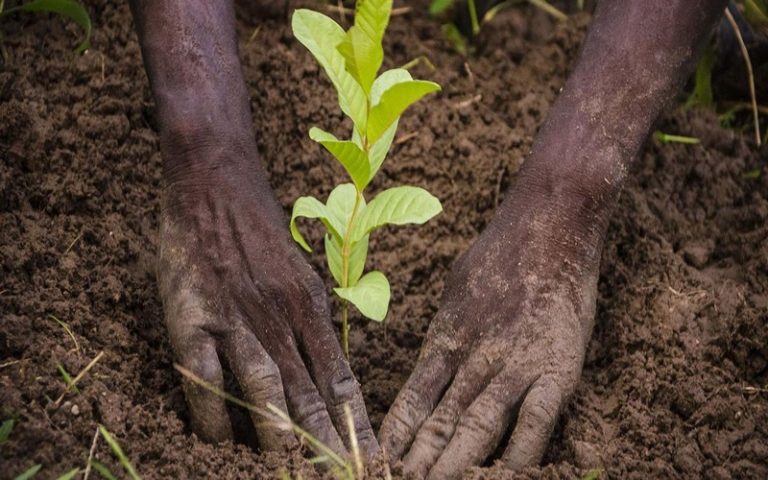 La reforestation, un défi pour l’Afrique à relever à l’horizon 2030