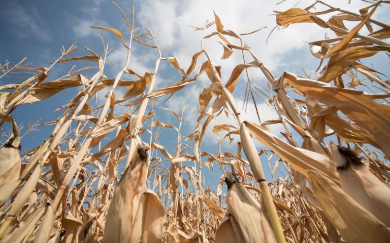 <strong>L’agriculture doit s’adapter dès maintenant au réchauffement climatique. Entretien avec Serge Zaka</strong>