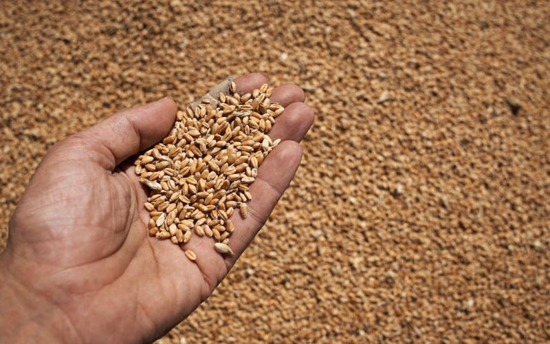 Le Kenya, la Tanzanie et l’Angola augmentent leurs achats de blé russe