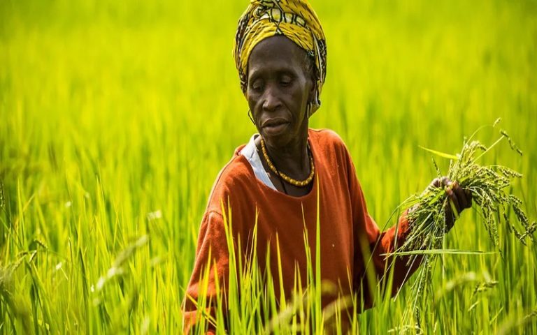 Le Sénégal abrite l’atelier de lancement officiel du projet « Food system »