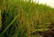 Riz : Un plan de 19 milliards $ pour l’autosuffisance en Afrique de l’Ouest d’ici à 2035