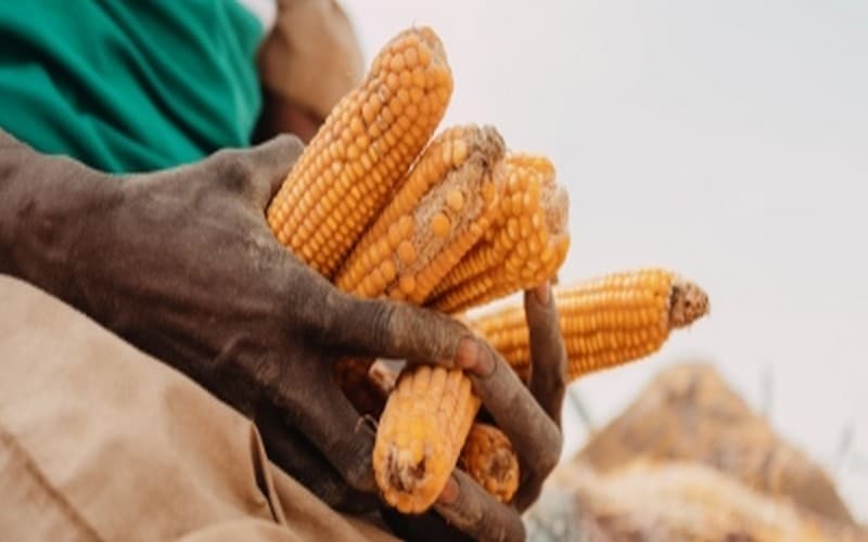 Le gouvernement nigérien adopte le Plan national de réponse à l’insécurité alimentaire et nutritionnelle pour l’année 2023