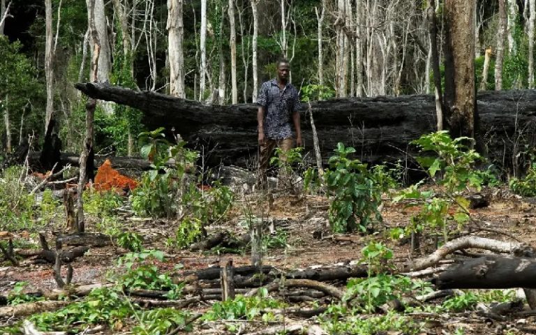 <strong>Les Ivoiriens veulent concilier reboisement et culture du cacao</strong>