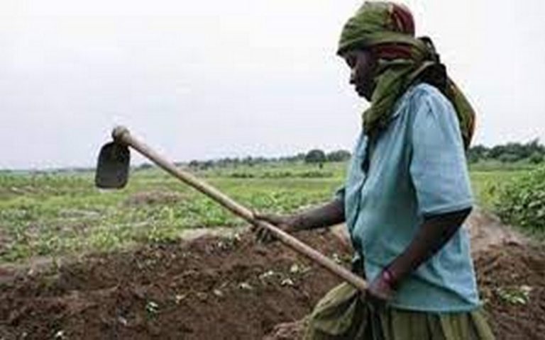 Morosité et inquiétude pour les récoltes 2023 en Afrique rythment le Salon de l’agriculture de Paris
