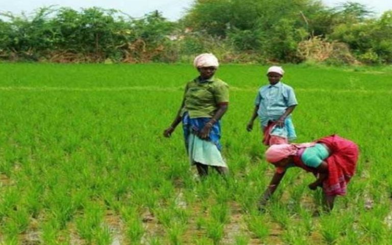 <strong>Non accessibilité des femmes au foncier : la souveraineté alimentaire comprise !</strong>