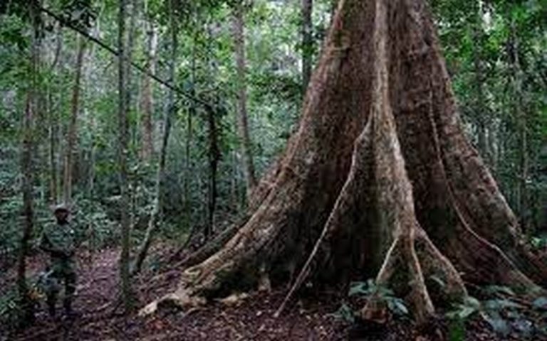 One Forest summit : Le Gabon, un modèle dans la gestion des forêts                     