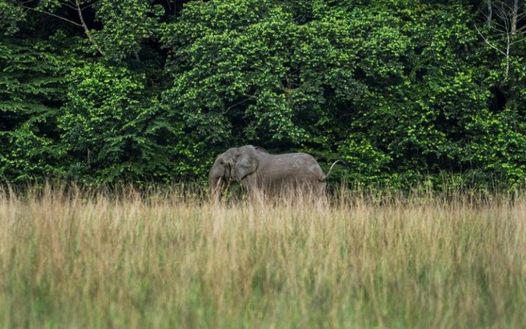 Plaidoyer pour plus de financements en faveur de l’Afrique au One Forest Summit