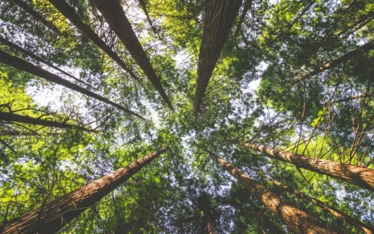 <strong>RDC : crédits carbone plutôt que pétrole, une proposition pour la forêt tropicale    </strong>