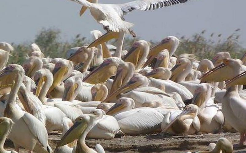 Sénégal : 891 cas de grippe aviaire enregistrés au Parc national de la Langue de Barbarie, selon le directeur régional de l’élevage