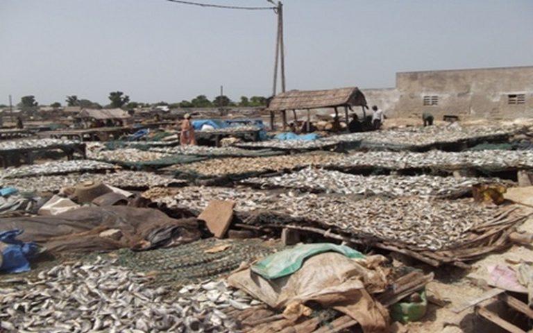 Transformation des produits halieutiques : Le Sénégal génère annuellement 32 milliards francs CFA, selon le ministre de la Pêche 