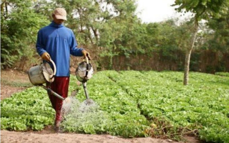 <strong>Un programme quinquennal de 250 millions $ sera mis en œuvre pour accroitre la production agricole au Kenya</strong>