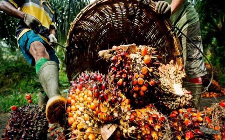 Vers la hausse la hausse des achats d’huile de palme au Ghana