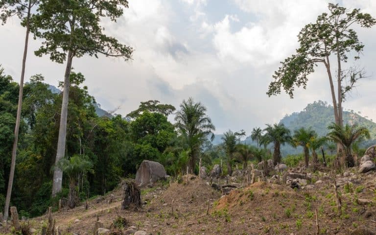 Vers le reboisement de 100 000 hectares de forêts dégradées en 2023 en Côte d’Ivoire