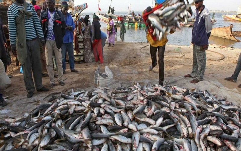 2 500 tonnes de poissons importées du Sénégal vers le Portugal en 2022