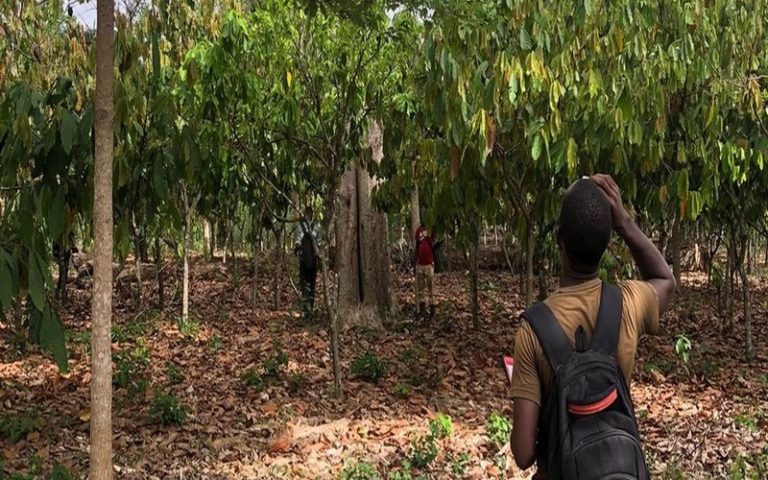 Cacao et agroforesterie : Faire le pari de la régénération naturelle des arbres