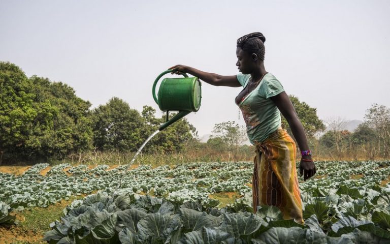 Égalité des genres dans le secteur agricole : Le PIB mondial gagnerait 1 000 milliards $, selon la FAO
