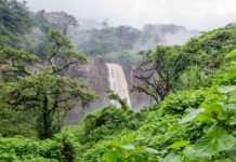 Gestion durable des forêts au Bénin : La Banque mondiale injecte 30 millions $