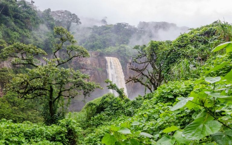 Gestion durable des forêts au Bénin : La Banque mondiale injecte 30 millions $