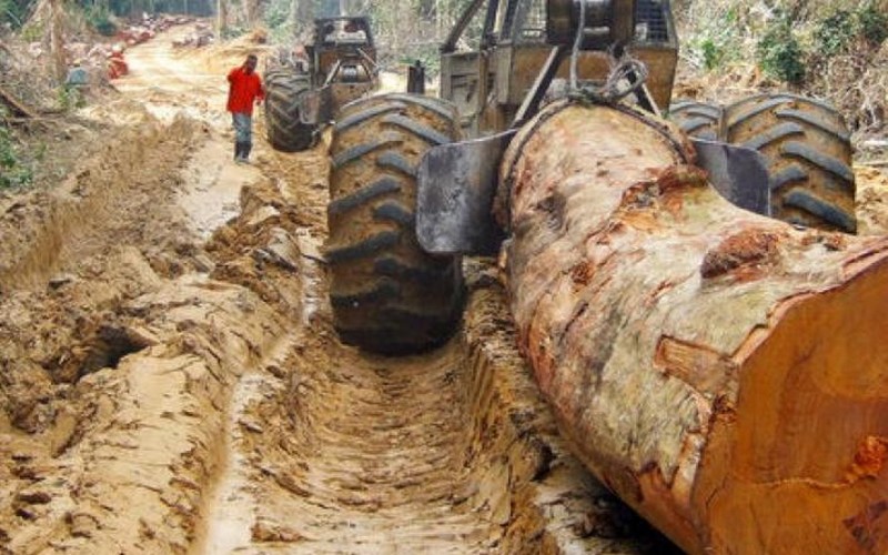 La RDC compte seulement deux contrats forestiers légaux sur 86