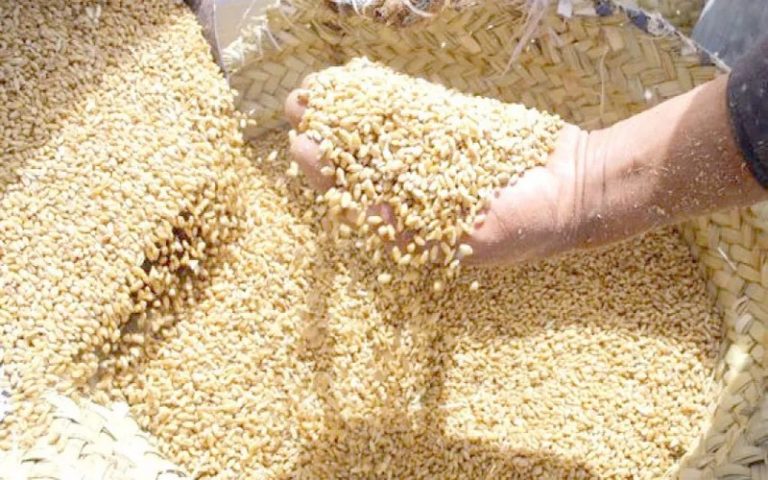 La sécheresse affecte la culture des céréales en Tunisie