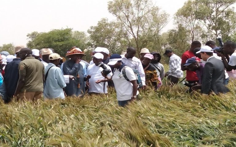 Le Sénégal exécute le programme pilote de production de blé