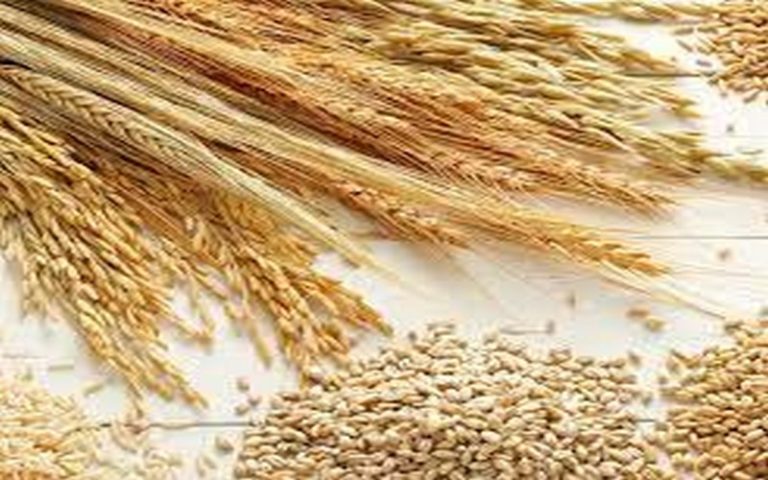 Le Sénégal va clore un atelier sur l’import-substitution du blé par les céréales locales le 28 avril 2023