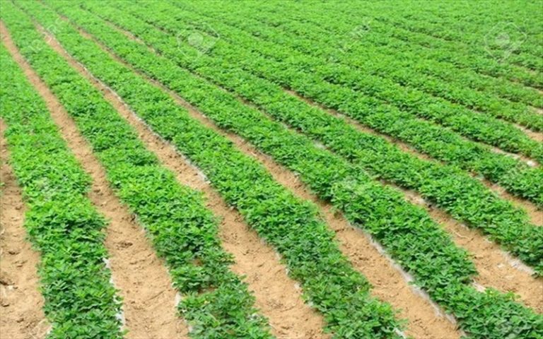 Le chef de l’Etat sénégalais annonce « une dotation budgétaire exceptionnelle » de 100 milliards CFA pour la campagne agricole 2023-2024