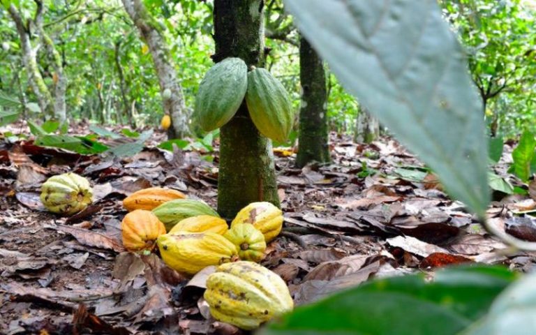 Loi de l’UE sur les importations de cacao : La Côte d’Ivoire prend les devants