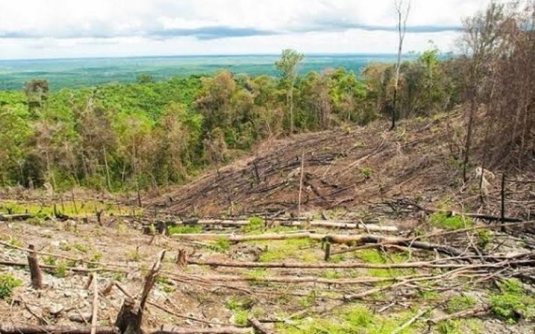 Lutte contre la déforestation : Le Parlement européen adopte une nouvelle législation
