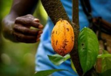 Pour Cécile Renier, « la traçabilité du cacao est complexe et doit impliquer les coopératives, l’Etat et les multinationales » en Côte d’Ivoire