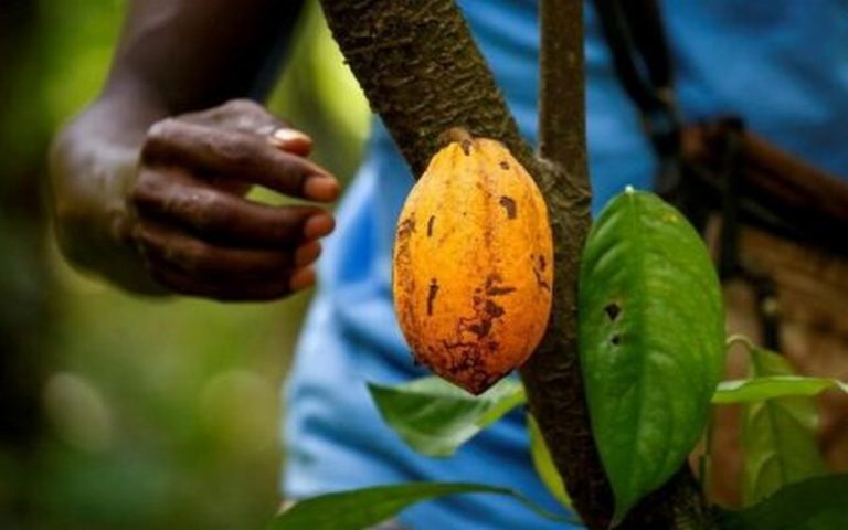 Pour Cécile Renier, « la traçabilité du cacao est complexe et doit impliquer les coopératives, l’Etat et les multinationales » en Côte d’Ivoire
