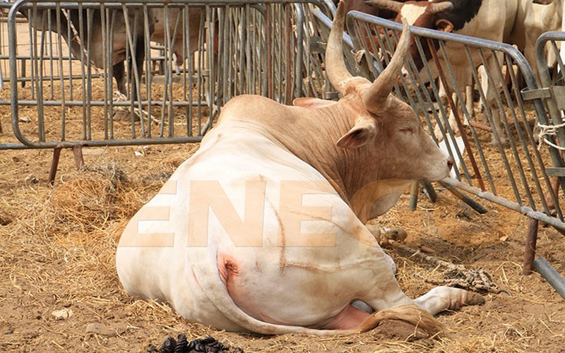 Sénégal : La région de Kaolack a officiellement lancé le recensement régional du cheptel